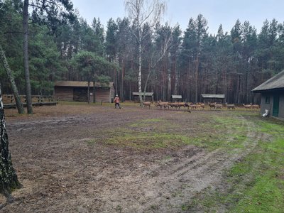 На Житомирщині понад 40 плямистих оленів утримують у розпліднику
