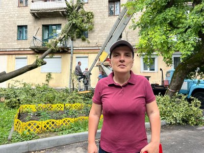 тернопіль, лілія проць, впало дерево тернопіль, лілія проць, впало дерево