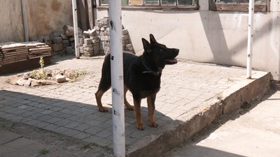 Собаки Собаки
