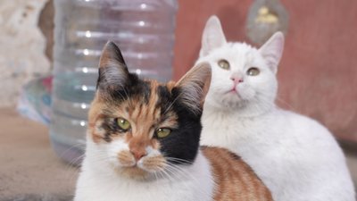 Херсон, ветеринарна клініка, тварини, коти Херсон, ветеринарна клініка, тварини, коти