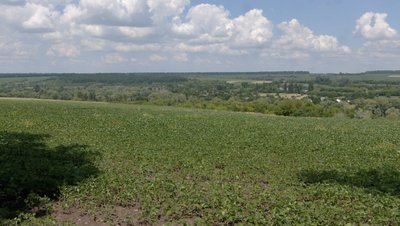 Засіяне поле
