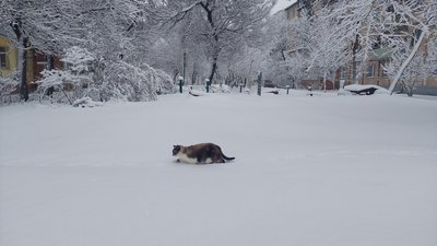 Сніг у Харкові Сніг у Харкові