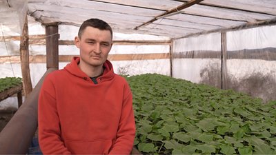 огірки у парниках огірки у парниках