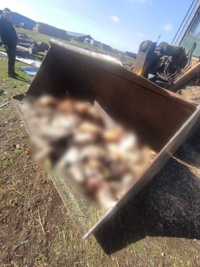 Качки та кури загинули внаслідок дронового удару РФ по фермі у Лозівській громаді Качки та кури загинули внаслідок дронового удару РФ по фермі у Лозівській громаді