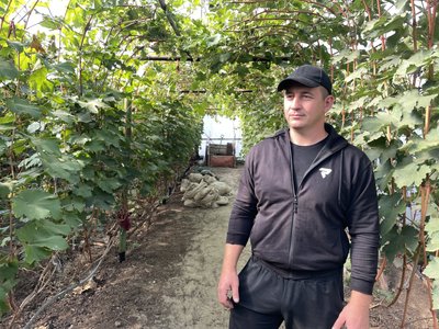 Який цього року врожай винограду на Полтавщині Який цього року врожай винограду на Полтавщині