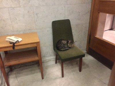 Дослідження: коти мають близько 300 різних виразів обличчя. Перевіряємо на фото кота Буданова, Апельмона та кота Степані Дослідження: коти мають близько 300 різних виразів обличчя. Перевіряємо на фото кота Буданова, Апельмона та кота Степані