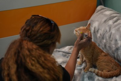 Жінка гладить кота Жінка гладить кота