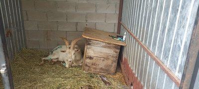 Цапу, якого врятували на закинутому підприємстві поблизу Житомира, шукають нового господаря Цапу, якого врятували на закинутому підприємстві поблизу Житомира, шукають нового господаря
