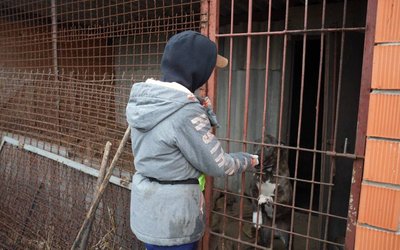 Евакуація пітбулів та кане корсо: зооволонтерка з Дніпра рятує собак та надає їм прихисток Евакуація пітбулів та кане корсо: зооволонтерка з Дніпра рятує собак та надає їм прихисток