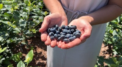 Понад 1800 кущів лохини вирощує біля дому подружжя з Володимирця на Рівненщині