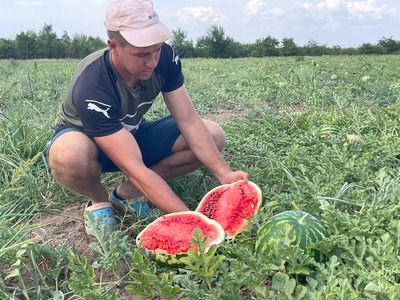 "Збираємо по 7-8 тонн в день". На Нікопольщині попри обстріли у фермерському господарстві вперше вирощують кавуни