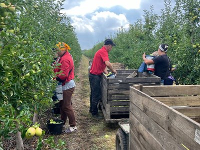 На Вінниччині очікують вдвічі менший урожай яблук, ніж торік: сільгоспвиробники назвали причину На Вінниччині очікують вдвічі менший урожай яблук, ніж торік: сільгоспвиробники назвали причину