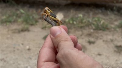 "Це ж страшна справа, це ж епідемія". На Дніпропетровщині фіксують єгипетську сарану: що кажуть жителі селищ "Це ж страшна справа, це ж епідемія". На Дніпропетровщині фіксують єгипетську сарану: що кажуть жителі селищ