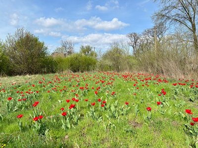 "Тюльпанів насадив соток 25. Хати вже немає, а квіти є". У селі на Дніпропетровщині згадують квітникаря Федора Кожу "Тюльпанів насадив соток 25. Хати вже немає, а квіти є". У селі на Дніпропетровщині згадують квітникаря Федора Кожу
