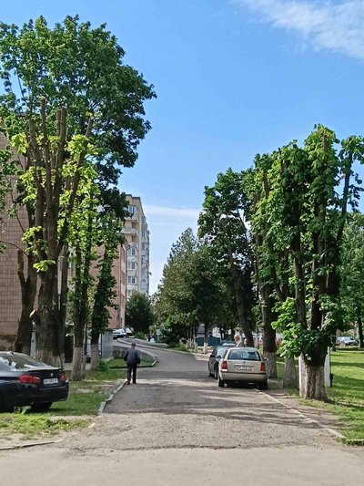 Костопіль, дерева, лікарня, коментар директорки Костопіль, дерева, лікарня, коментар директорки