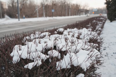 Сніг на кущах на Харківщині