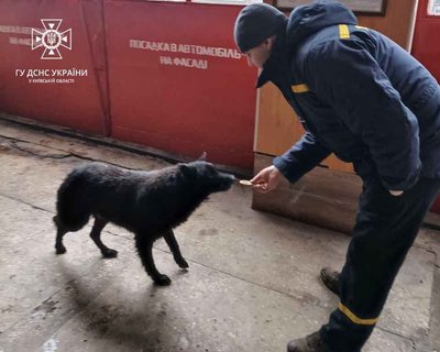 Застряг посеред річки: на Київщині рятувальники допомогли знесиленому псу Застряг посеред річки: на Київщині рятувальники допомогли знесиленому псу