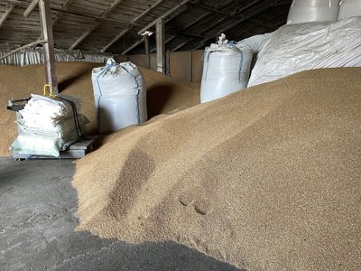 На Полтавщині фермери не продають пшеницю та ячмінь нового врожаю, бо задешево: які шляхи вирішення На Полтавщині фермери не продають пшеницю та ячмінь нового врожаю, бо задешево: які шляхи вирішення