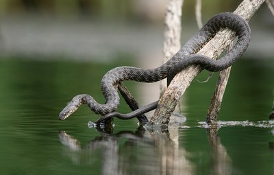 Вуж водяний Вуж водяний