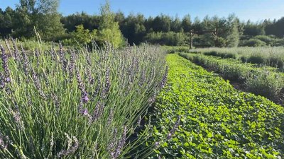 "Мріяла побувати у Провансі на лавандових полях": у жительки Чернігівщини розквітли 430 кущів лаванди та лавандину "Мріяла побувати у Провансі на лавандових полях": у жительки Чернігівщини розквітли 430 кущів лаванди та лавандину