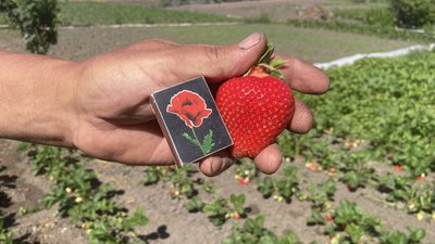 Сезон полуниці на Харківщині
