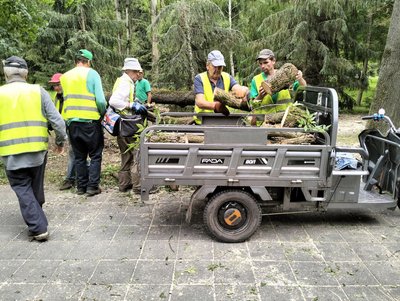 У Центральному парку в Луцьку вітер повалив 35-річний ясен