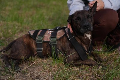 Вчать наново ходити та їсти: у Дніпрі рятують пітбуля Джес, яка три роки прожила в ямі Вчать наново ходити та їсти: у Дніпрі рятують пітбуля Джес, яка три роки прожила в ямі