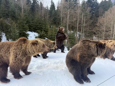 В НПП "Синевир" прокинулися ведмеді