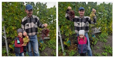 Понад 120 гібридних форм: пенсіонер поліції з Хмельниччини вирощує виноград після 25 років служби Понад 120 гібридних форм: пенсіонер поліції з Хмельниччини вирощує виноград після 25 років служби