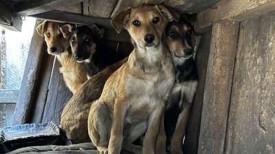 Цуценята з Лимана Слов’янськ Донецька область 24 квітня 2025 рік Цуценята з Лимана Слов’янськ Донецька область 24 квітня 2025 рік