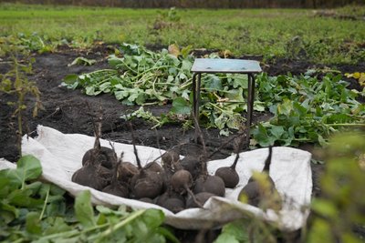 "У своїй хаті вже доживу". Як живуть останні мешканці покинутого села на Сумщині "У своїй хаті вже доживу". Як живуть останні мешканці покинутого села на Сумщині