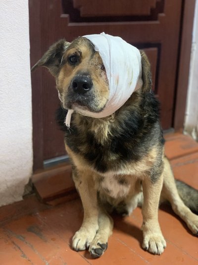 Як у Хмельницькому рятують та піклуються про травмованих тварин Як у Хмельницькому рятують та піклуються про травмованих тварин