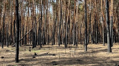 Ліси дерева сосни пожежі обстріли армія РФ Лиманське лісове господарство Лиманська громада Донецька область 28 серпня 2024 рік