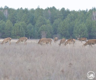 У Чорнобильському заповіднику зафіксували рекордну кількість оленів У Чорнобильському заповіднику зафіксували рекордну кількість оленів