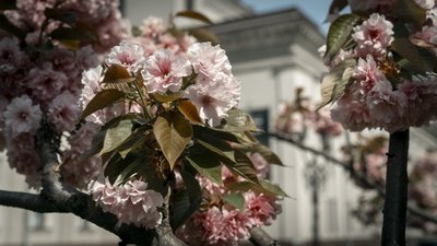 Розквітла алея сакур у Рівному. Фоторепортаж Розквітла алея сакур у Рівному. Фоторепортаж