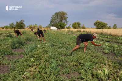 Працівники фермерського господарства збирають стиглі кавуни у полі. Херсонщина, липень 2025 року