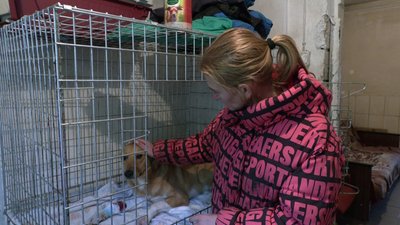 "Травмувалися п'ятеро собак". У кропивницькому притулку для тварин ліквідовують наслідки буревію "Травмувалися п'ятеро собак". У кропивницькому притулку для тварин ліквідовують наслідки буревію
