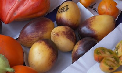 Сорти, насіння, вирощування помідорів Сорти, насіння, вирощування помідорів