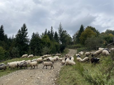 Вівці, Франківськ