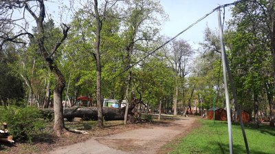 У Кропивницькому вітер повалив дерева: наслідки негоди