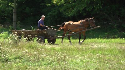 Люди в селах на Хмельниччині переймаються появою вовків