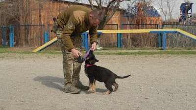 Сем, Лео, Тайфун та Хвоя: у Запоріжжі в кінологічному центрі поліції з’явилися нові чотирилапі помічники Сем, Лео, Тайфун та Хвоя: у Запоріжжі в кінологічному центрі поліції з’явилися нові чотирилапі помічники