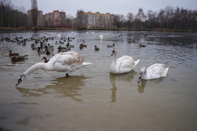 "Є такі, що їдять з рук, довіряють людям": на озері Чеха у Сумах нарахували 18 лебедів "Є такі, що їдять з рук, довіряють людям": на озері Чеха у Сумах нарахували 18 лебедів