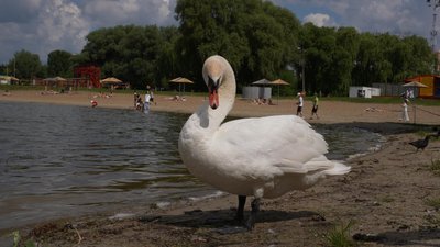 Самотній лебідь на пляжі у Хмельницькому: чому птах не боїться людей та як йому не зашкодити Самотній лебідь на пляжі у Хмельницькому: чому птах не боїться людей та як йому не зашкодити