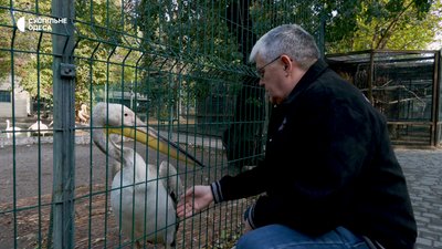 Пелікан в Одеському зоопарку
