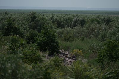 Пелікани, червонокнижні осетри та 10-метровий ліс: як змінився Великий Луг після підриву Каховської ГЕС Пелікани, червонокнижні осетри та 10-метровий ліс: як змінився Великий Луг після підриву Каховської ГЕС