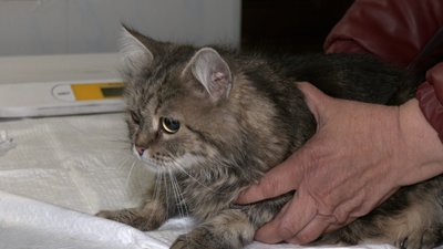 Допомагають і домашнім, і безпритульним. На Донеччину приїхала команда столичних ветеринарів: як працюють Допомагають і домашнім, і безпритульним. На Донеччину приїхала команда столичних ветеринарів: як працюють
