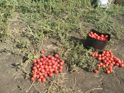 У Кропивницькому за тиждень подорожчали помідори: що вплинуло на ціну та якою вона буде далі У Кропивницькому за тиждень подорожчали помідори: що вплинуло на ціну та якою вона буде далі