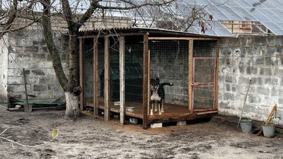 У подружжя пенсіонерів є маленьке товариство — кішка та пес. Донецька область 4 січня 2025 рік У подружжя пенсіонерів є маленьке товариство — кішка та пес. Донецька область 4 січня 2025 рік