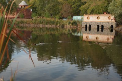Загибель риби і птахів у Сумському дитячому парку "Казка": що відомо Загибель риби і птахів у Сумському дитячому парку "Казка": що відомо